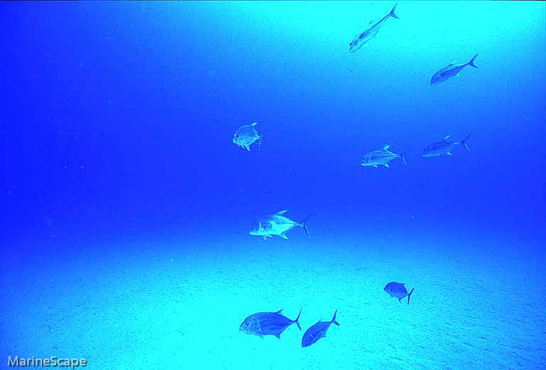 8　ギンガメアジ　ニシ浜　慶留間