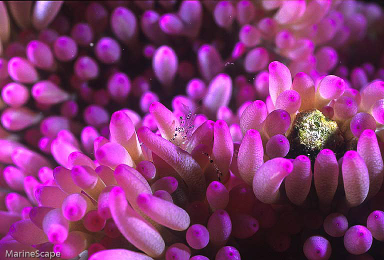 2　アカホシカクレエビ　安室漁礁　慶留間