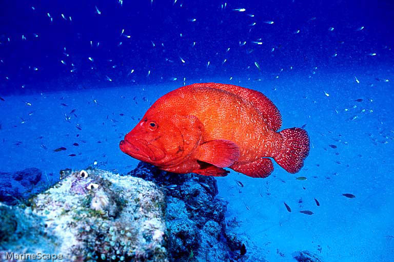 1　アザハタ　ニシ浜　慶留間