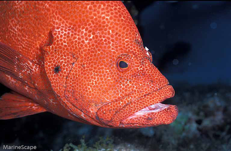 13　アザハタ　ニシ浜　慶留間