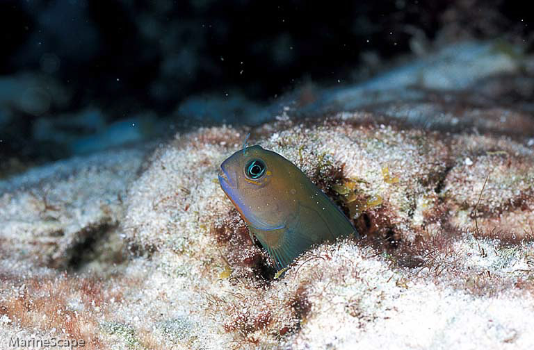 7　カエルウオ　ニシ浜　慶良間