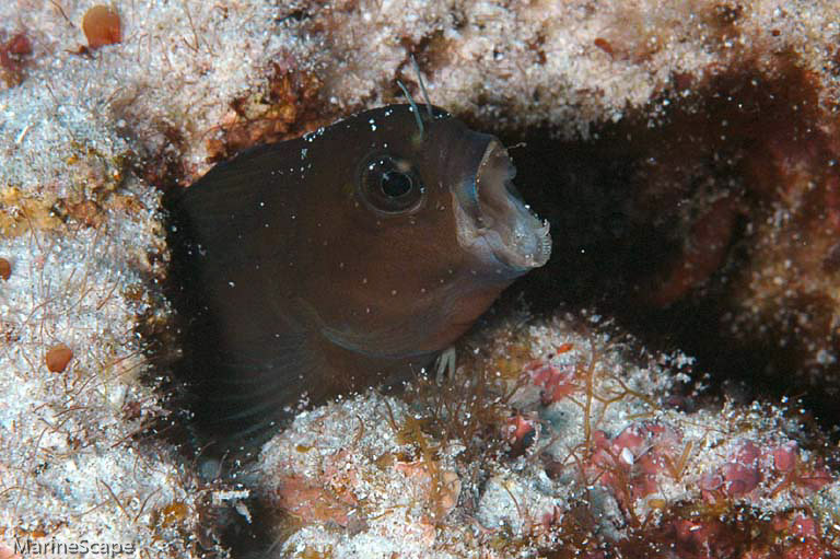 5　カエルウオ　ニシ浜　慶良間