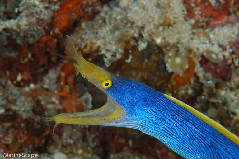7　ハナヒゲウツボ　男岩　慶良間