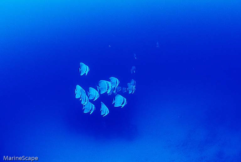 5　ナンヨウツバメウオ　佐久原漁礁　慶良間