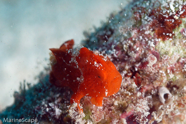 6　カエルアンコウ幼魚　伊原間