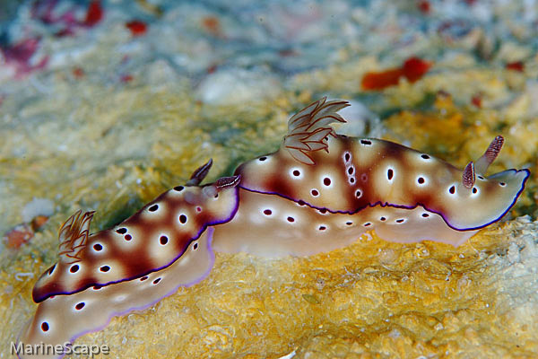 13　マダライロウミウシ　ブツブツサンゴ　慶良間
