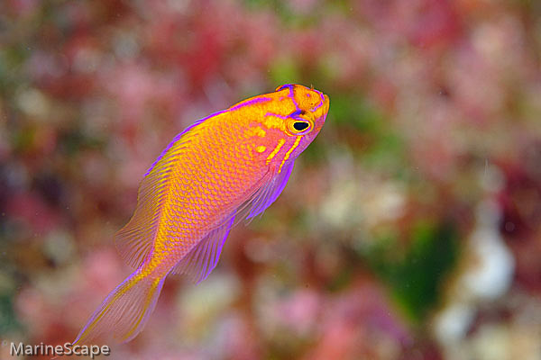7　ハナゴンベの幼魚　安室牛瀬　慶良間