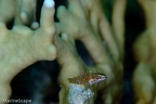 6　シチセンムスメベラの幼魚　ブツブツサンゴ　慶良間