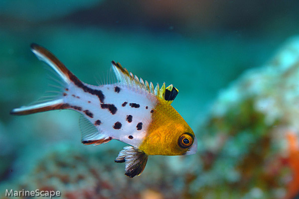 4　ヒオドシベラの幼魚　佐久原魚礁　慶良間
