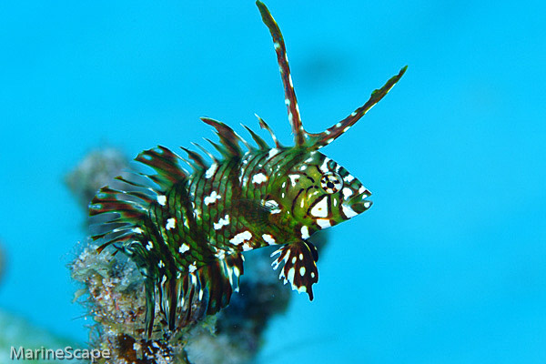 8　オビテンスモドキの幼魚　儀名　慶良間