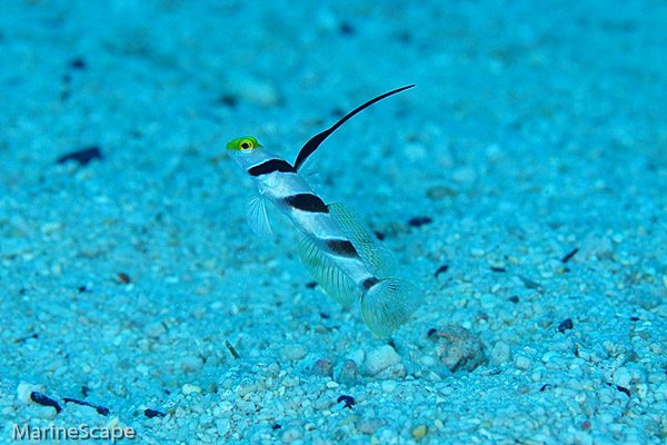 12　ネジリンボ　海底砂漠　慶良間