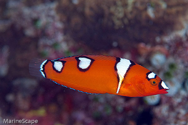 2　ツユベラの幼魚　前浜　慶良間