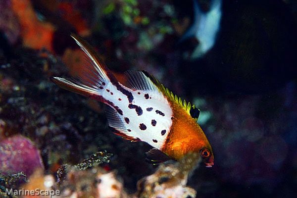 7　ヒオドシベラの幼魚　佐久原　慶良間