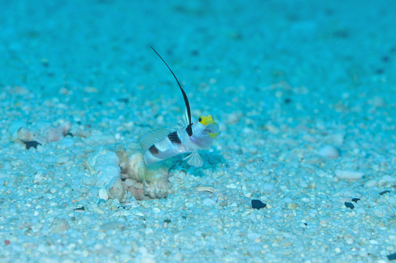 7　ヒレナガネジリンボウ