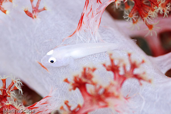 2　スケロクウミタケハゼ　ニシ浜北　慶留間