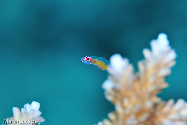 5　アカメハゼ　ヤカビ洞窟　慶留間