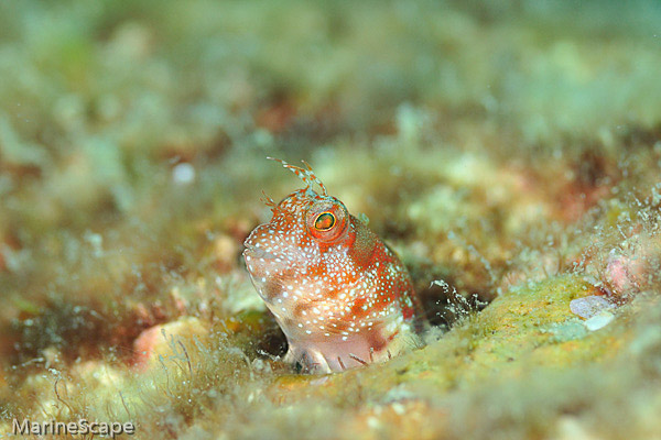 4　スジタテガミカエルウオ　高島　天神崎