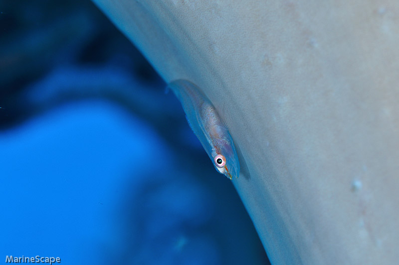 20　セボシウミタケハゼ　慶良間・ニシ浜南　