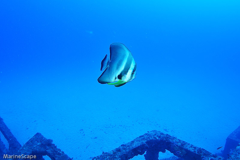 13　ツバメウオ　佐久原漁礁