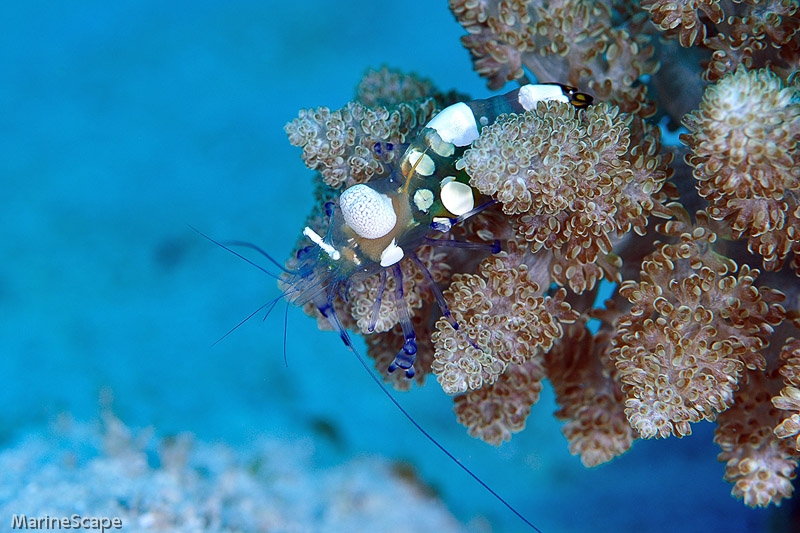 37　イソギンチャクエビ　ニシ浜北
