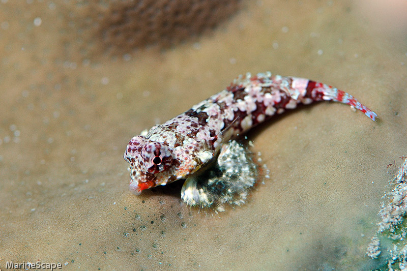 38　ミヤケテグリ　ニシ浜北