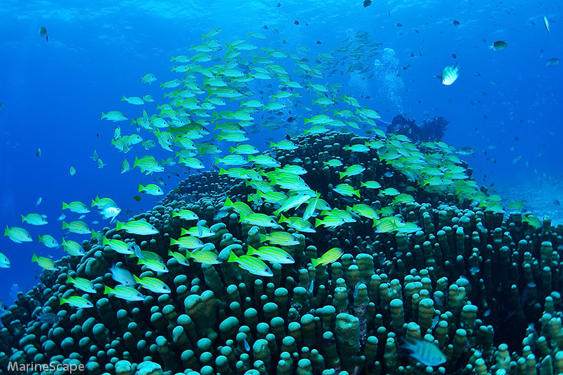 ヨスジフエダイ　竹島南