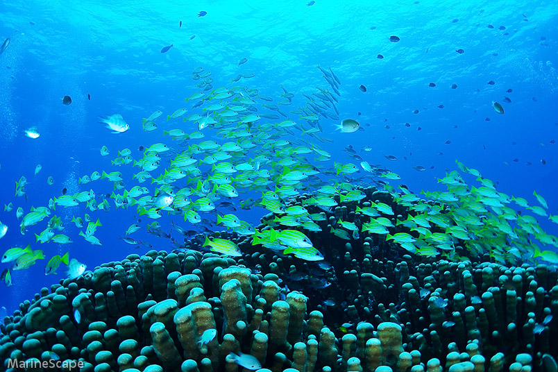 ヨスジフエダイ　竹島南