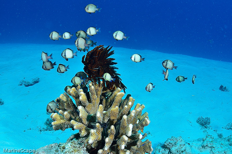 20　フタスジリュウキュウスズメダイ　海底砂漠