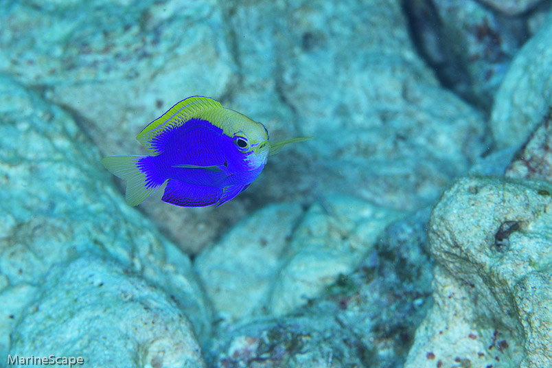 16　セナキルリスズメダイ　中の島チャネル