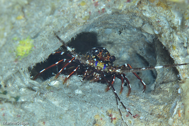 21　カノコイセエビ　魔王の宮殿