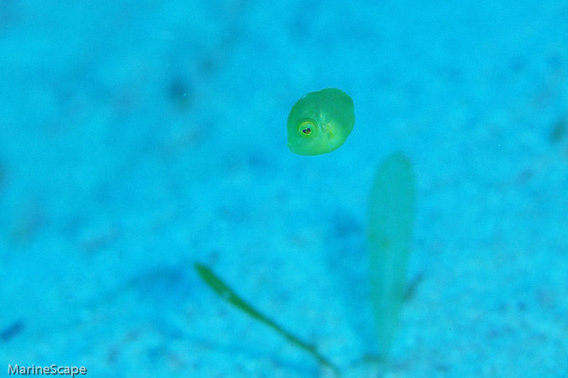 38　アオサハギの幼魚　慶良間　前浜