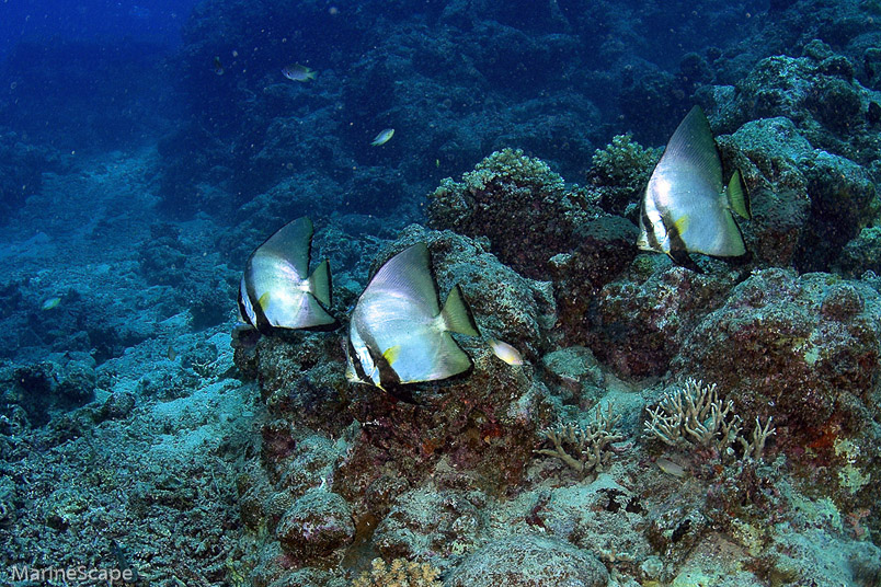 20　アカククリ　西表　ソトバナレ南