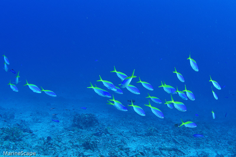 28　ウメイロモドキ　慶良間　ブツブツサンゴ