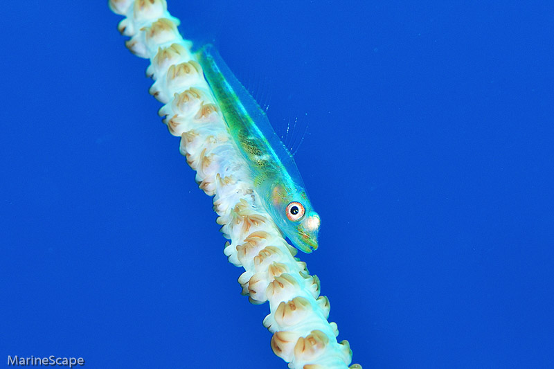 44　ガラスハゼ　慶良間　ブツブツサンゴ