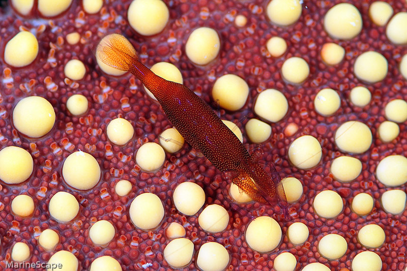 33　ヒトデヤドリエビ　慶良間　ブツブツサンゴ