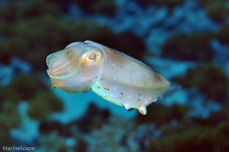 36　コブシメ幼魚　慶良間　アマビーチ前