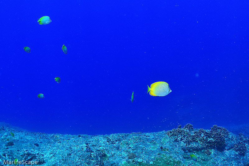 30　コクテンカタギ群れる　慶良間　下曽根