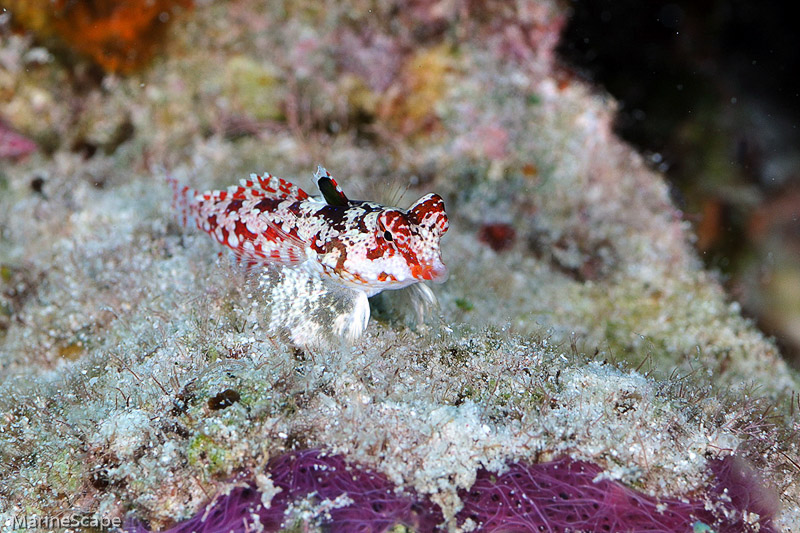 81　ミヤケテグリ　慶良間　ニシ浜