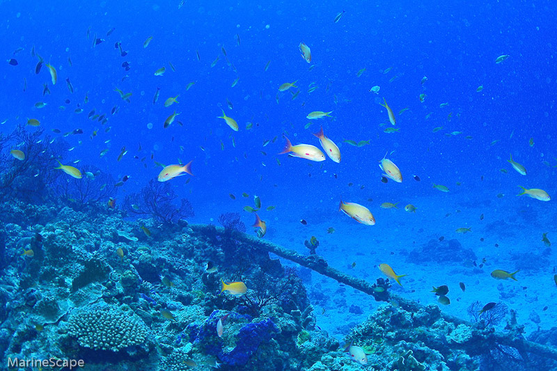 35　キンギョハナダイ　慶良間　ブツブツサンゴ