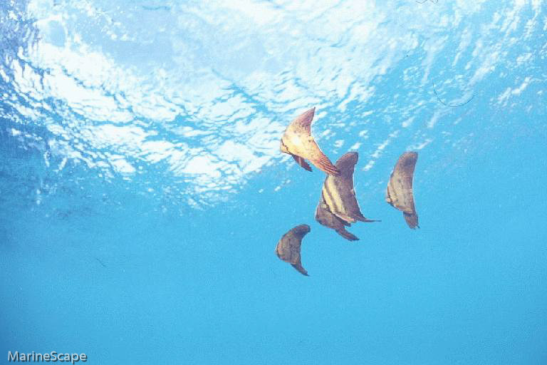 6　ツバメウオの幼魚　慶留間港　慶留間