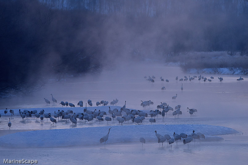 20　タンチョウ　音羽橋の気嵐