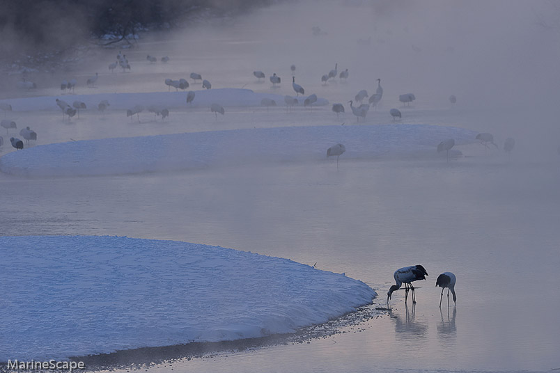 22　タンチョウ　音羽橋の気嵐
