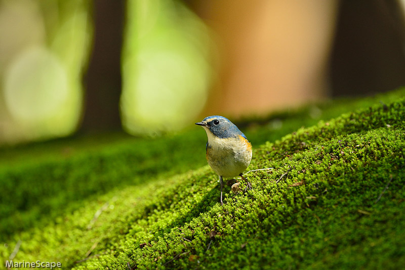 43　山寺のルリビタキ
