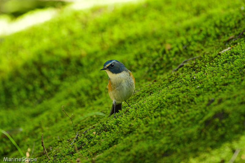64　山寺のルリビタキ