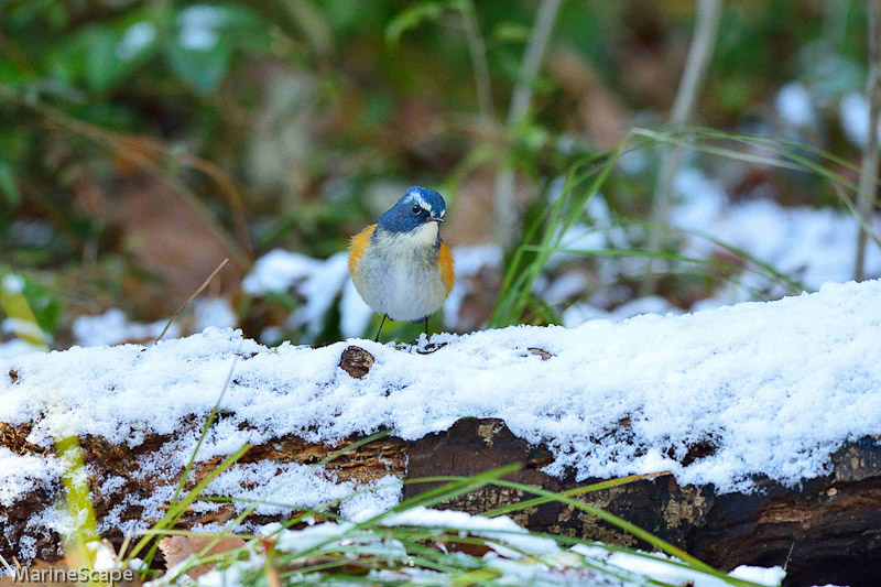 16　雪のルリビタキ