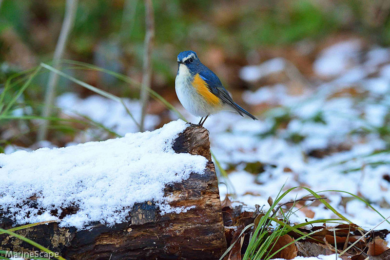 17　雪のルリビタキ