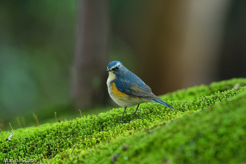 22　山寺のルリビタキ