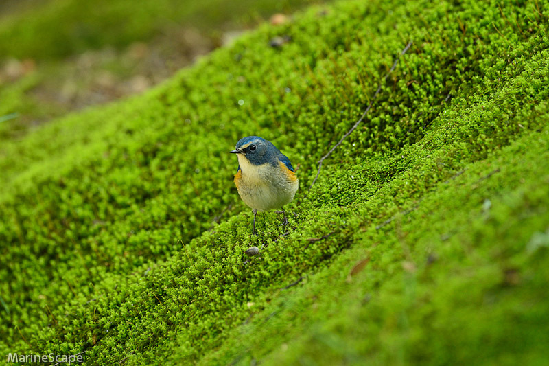 40　山寺のルリビタキ